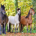 Drei Pferde am Waldrand